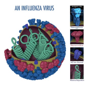 fluvirus-antigentic-characterization-medium