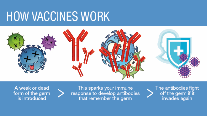 how-vaccines-work